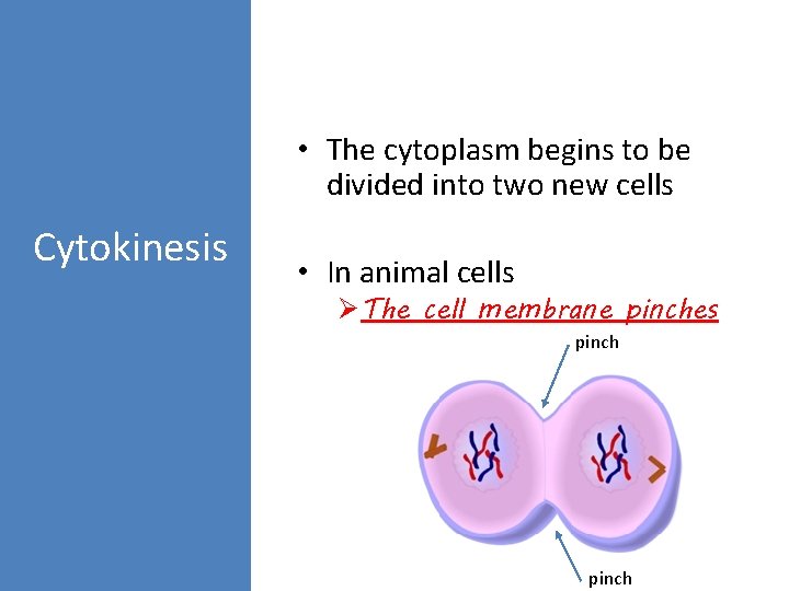  • The cytoplasm begins to be divided into two new cells Cytokinesis •