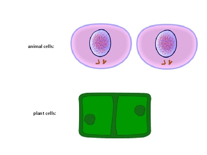 animal cells: plant cells: 