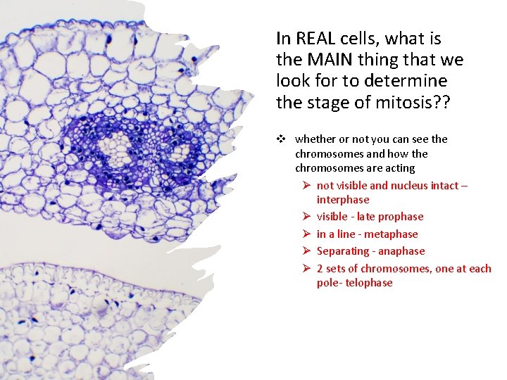 In REAL cells, what is the MAIN thing that we look for to determine