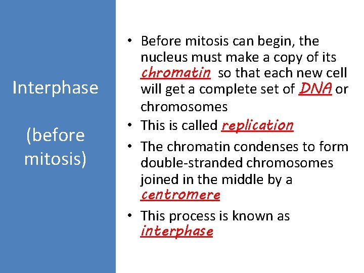 Interphase (before mitosis) • Before mitosis can begin, the nucleus must make a copy