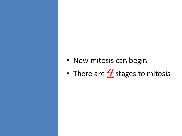  • Now mitosis can begin • There are 4 stages to mitosis 