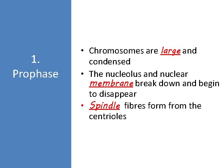 1. Prophase • Chromosomes are large and condensed • The nucleolus and nuclear membrane