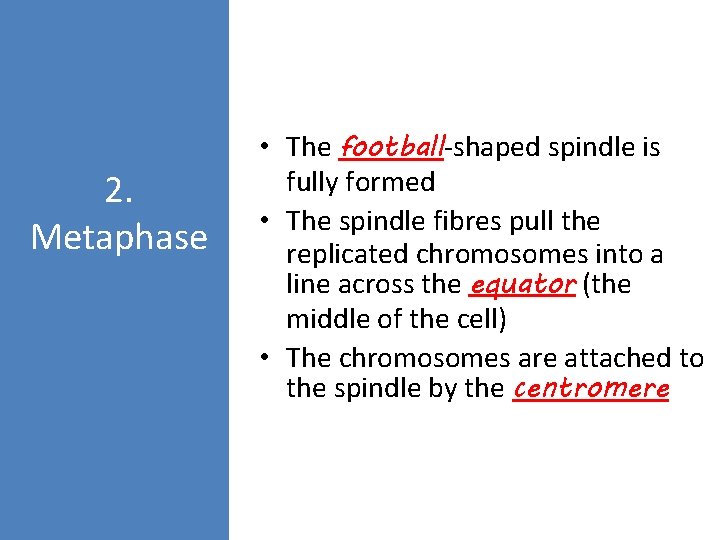 2. Metaphase • The football-shaped spindle is fully formed • The spindle fibres pull