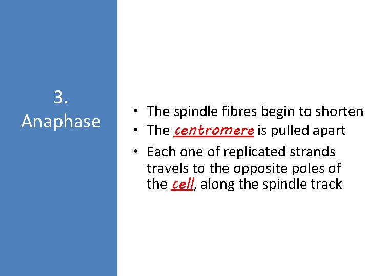 3. Anaphase • The spindle fibres begin to shorten • The centromere is pulled