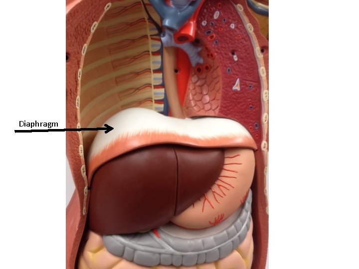 Diaphragm 