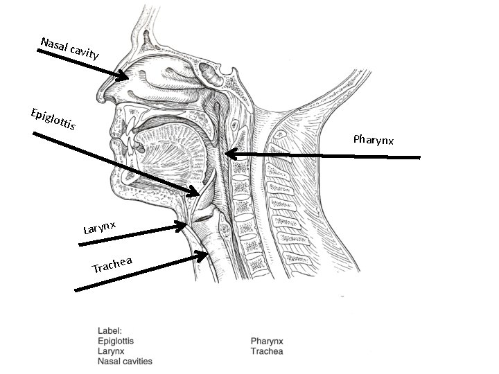 Nasa l cavi ty Epig lotti s Pharynx x Laryn ea Trach 