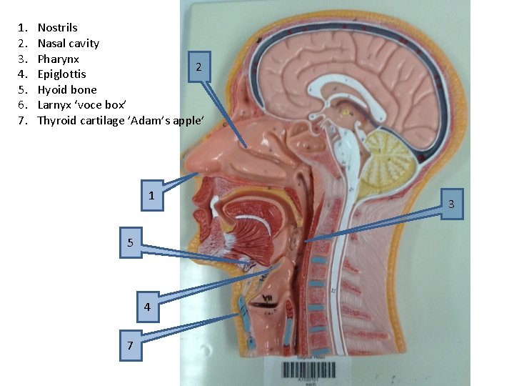 1. 2. 3. 4. 5. 6. 7. Nostrils Nasal cavity Pharynx 2 Epiglottis Hyoid