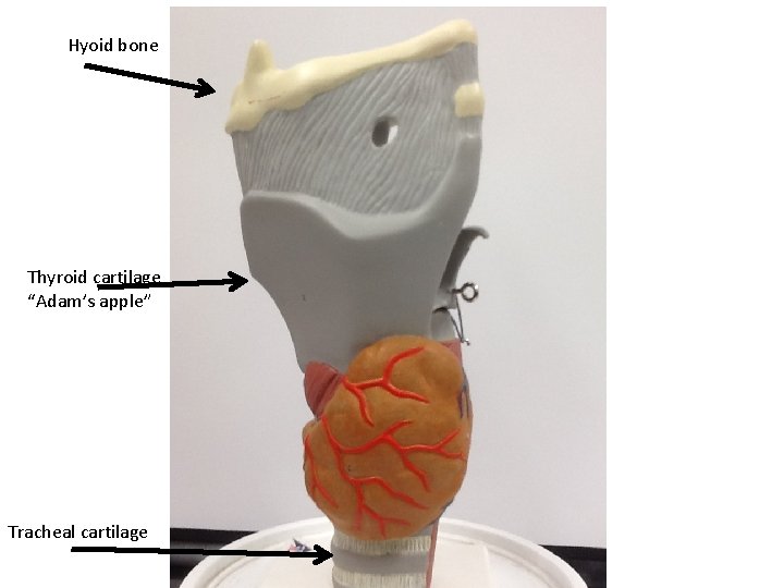 Hyoid bone Thyroid cartilage “Adam’s apple” Tracheal cartilage 
