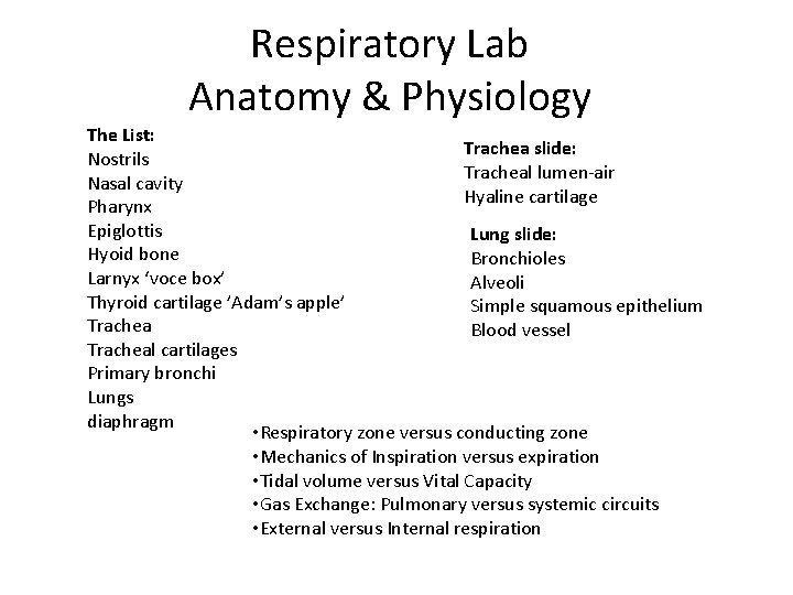 Respiratory Lab Anatomy & Physiology The List: Trachea slide: Nostrils Tracheal lumen-air Nasal cavity
