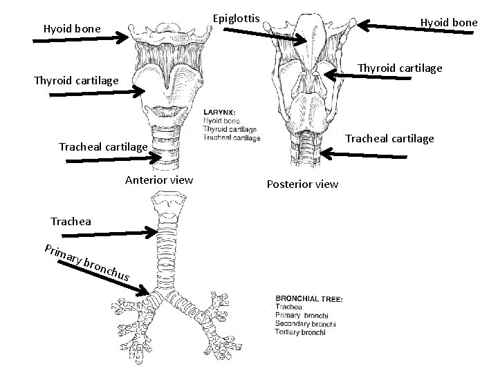 Epiglottis Hyoid bone Thyroid cartilage Tracheal cartilage Anterior view Trachea Prim ary bron chus