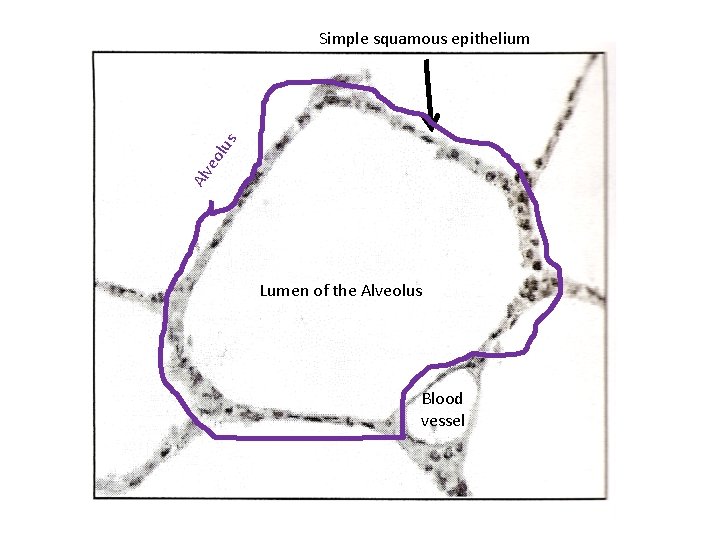 Alv eo lus Simple squamous epithelium Lumen of the Alveolus Blood vessel 