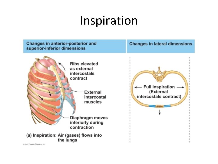 Inspiration 