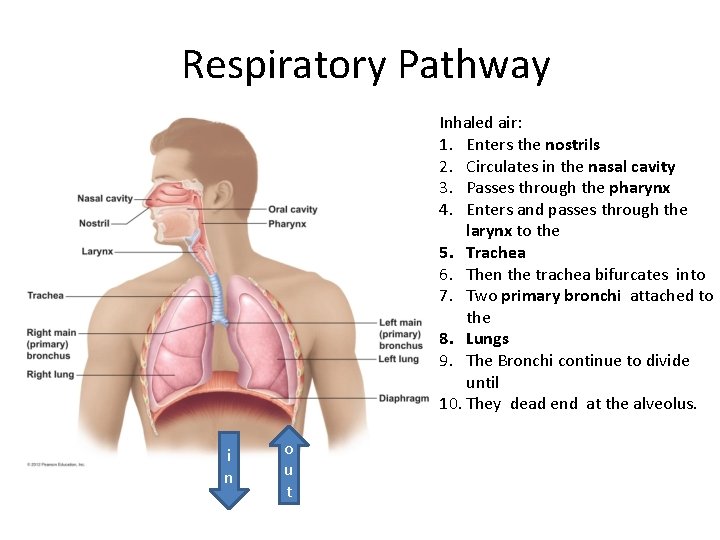 Respiratory Pathway Inhaled air: 1. Enters the nostrils 2. Circulates in the nasal cavity