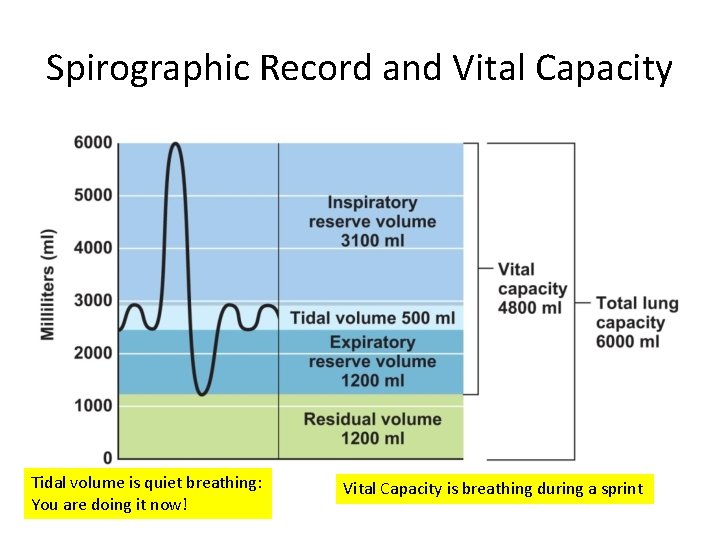 Spirographic Record and Vital Capacity Tidal volume is quiet breathing: You are doing it
