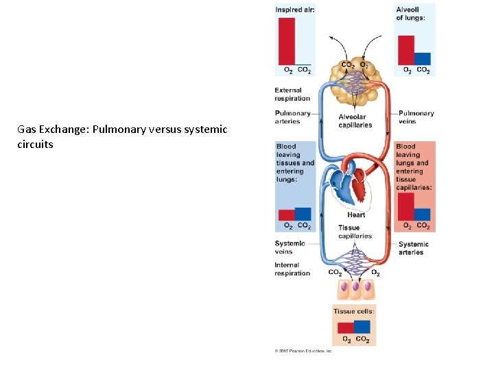 Gas Exchange: Pulmonary versus systemic circuits 
