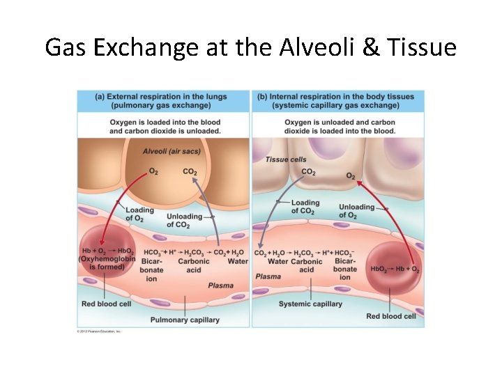 Gas Exchange at the Alveoli & Tissue 
