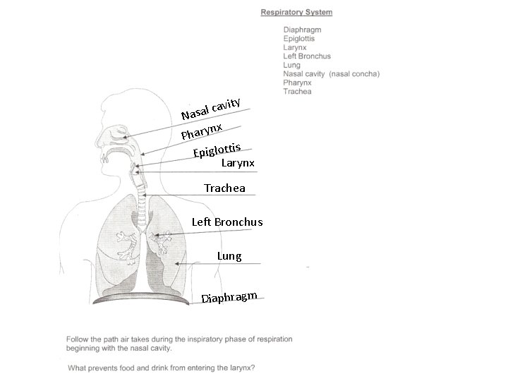 vity a c l a Nas nx Phary Epiglottis Larynx Trachea Left Bronchus Lung