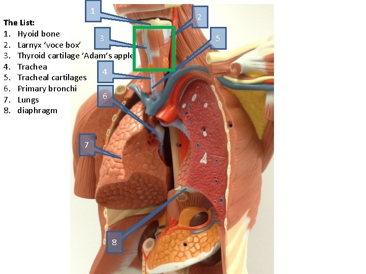 1 The List: 1. Hyoid bone 3 2. Larnyx ‘voce box’ 3. Thyroid cartilage