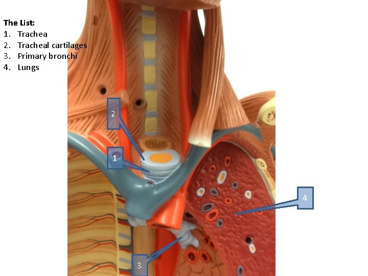 The List: 1. Trachea 2. Tracheal cartilages 3. Primary bronchi 4. Lungs 2 1