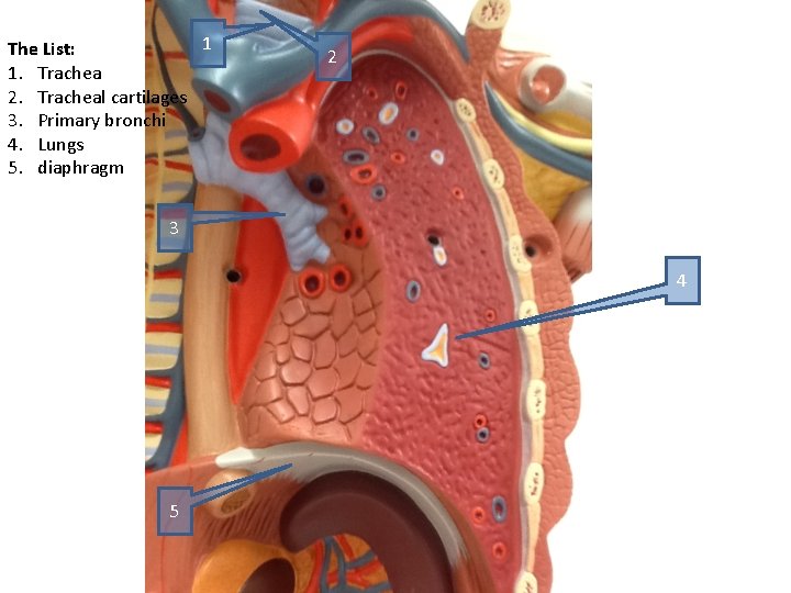 1 The List: 1. Trachea 2. Tracheal cartilages 3. Primary bronchi 4. Lungs 5.