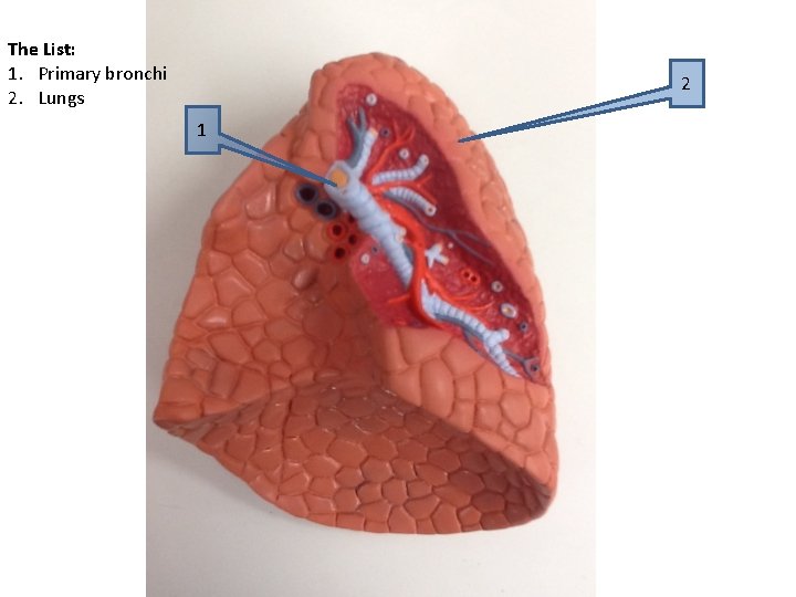 The List: 1. Primary bronchi 2. Lungs 2 1 