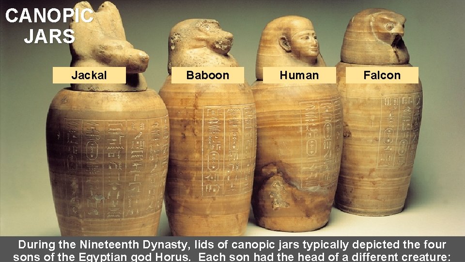 CANOPIC JARS Jackal Baboon Human Falcon During the Nineteenth Dynasty, lids of canopic jars