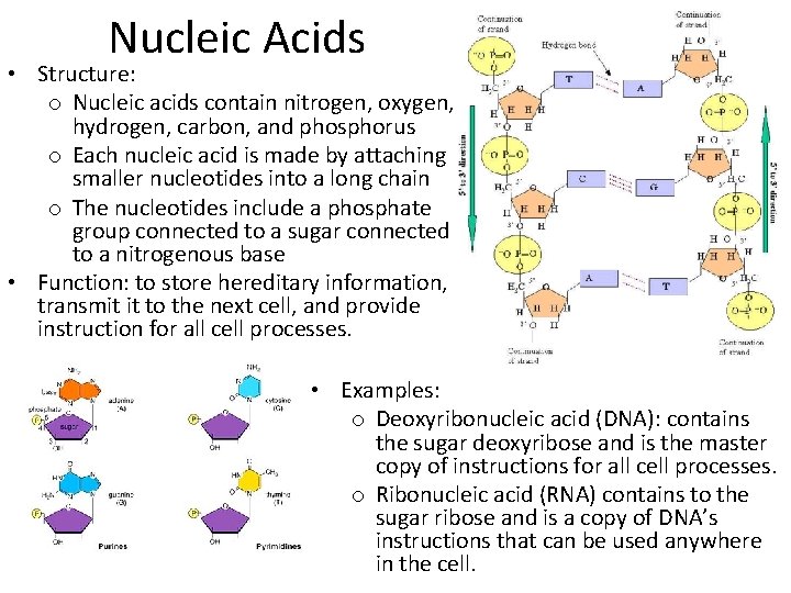 Nucleic Acids • Structure: o Nucleic acids contain nitrogen, oxygen, hydrogen, carbon, and phosphorus Nucleic Acids • Structure: o Nucleic acids contain nitrogen, oxygen, hydrogen, carbon, and phosphorus