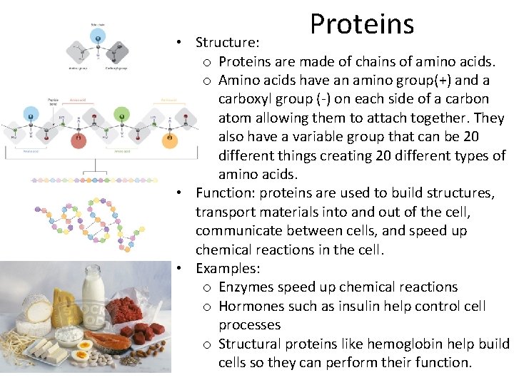 Proteins • Structure: o Proteins are made of chains of amino acids. o Amino