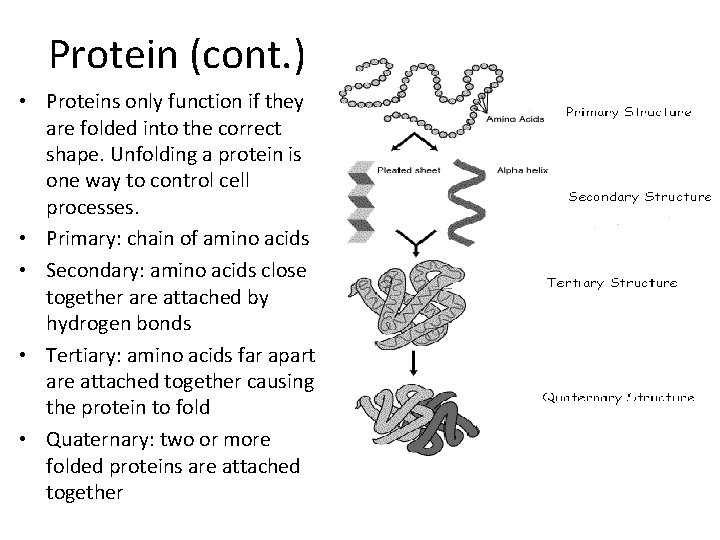 Protein (cont. ) • Proteins only function if they are folded into the correct