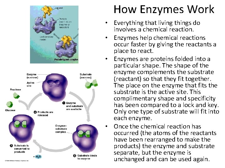 How Enzymes Work • Everything that living things do involves a chemical reaction. • How Enzymes Work • Everything that living things do involves a chemical reaction. •