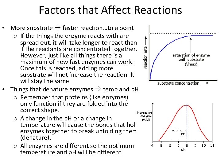 Factors that Affect Reactions • More substrate faster reaction…to a point o If the