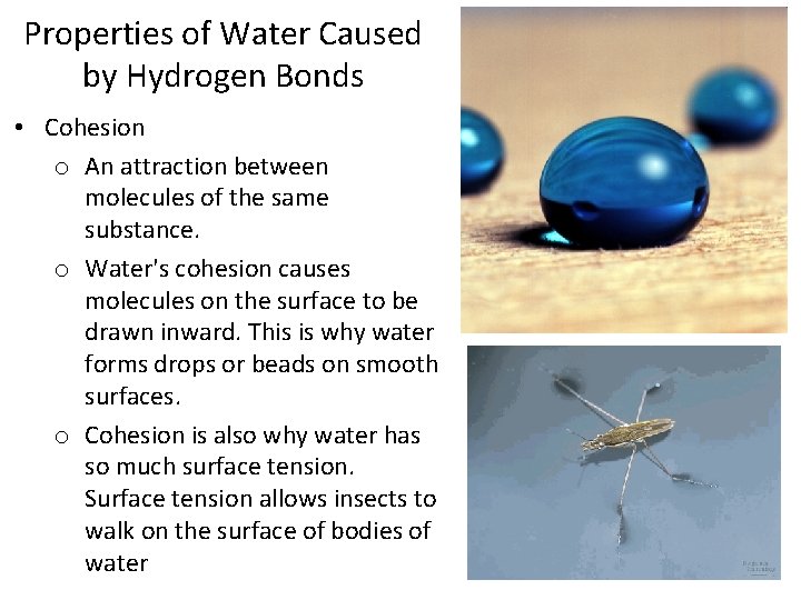 Properties of Water Caused by Hydrogen Bonds • Cohesion o An attraction between molecules