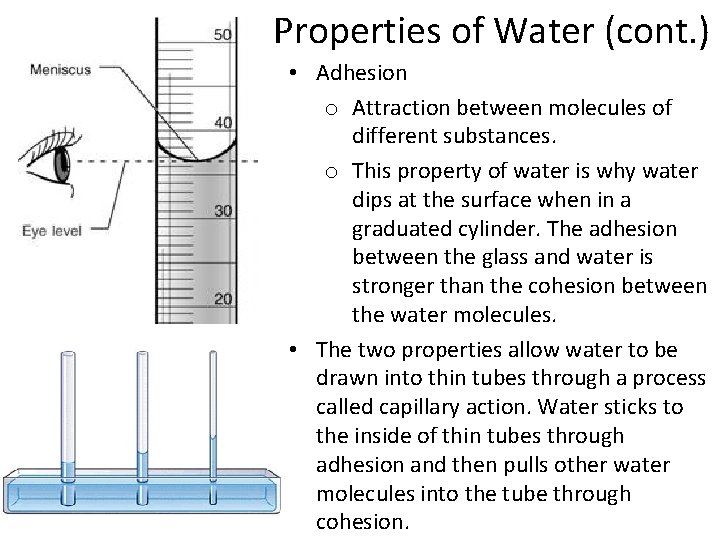 Properties of Water (cont. ) • Adhesion o Attraction between molecules of different substances.