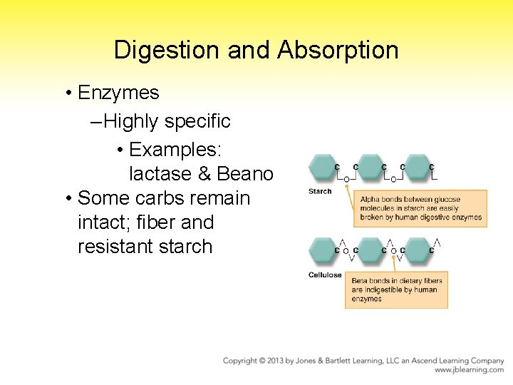 Digestion and Absorption • Enzymes – Highly specific • Examples: lactase & Beano •