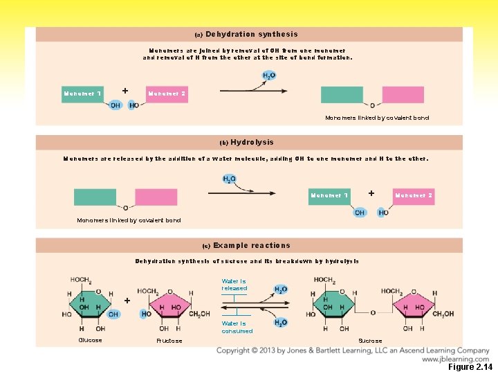 (a) Dehydration synthesis Monomers are joined by removal of OH from one monomer and