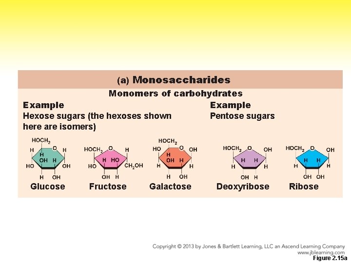 Carbohydrates Capture Energy from the Sun Sugars starches