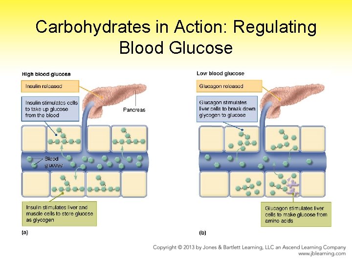 Carbohydrates in Action: Regulating Blood Glucose 