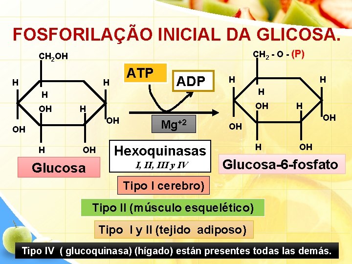 FOSFORILAÇÃO INICIAL DA GLICOSA. CH 2 - O - (P) CH 2 OH H