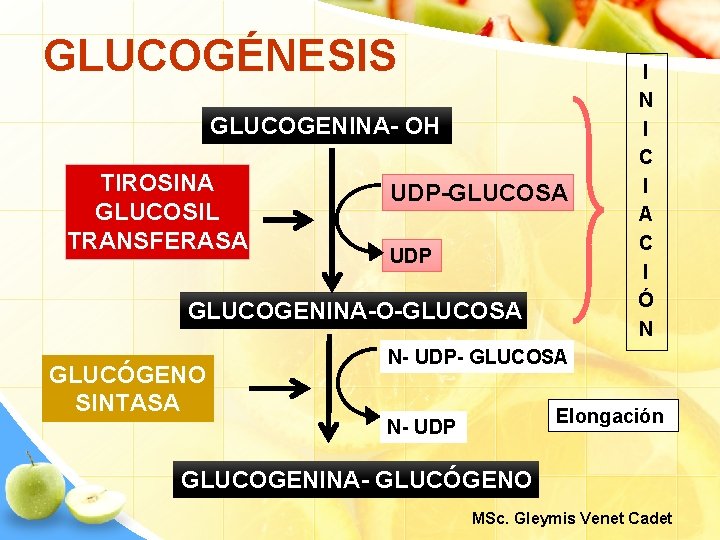 GLUCOGÉNESIS GLUCOGENINA- OH TIROSINA GLUCOSIL TRANSFERASA UDP-GLUCOSA UDP GLUCOGENINA-O-GLUCOSA GLUCÓGENO SINTASA I N I