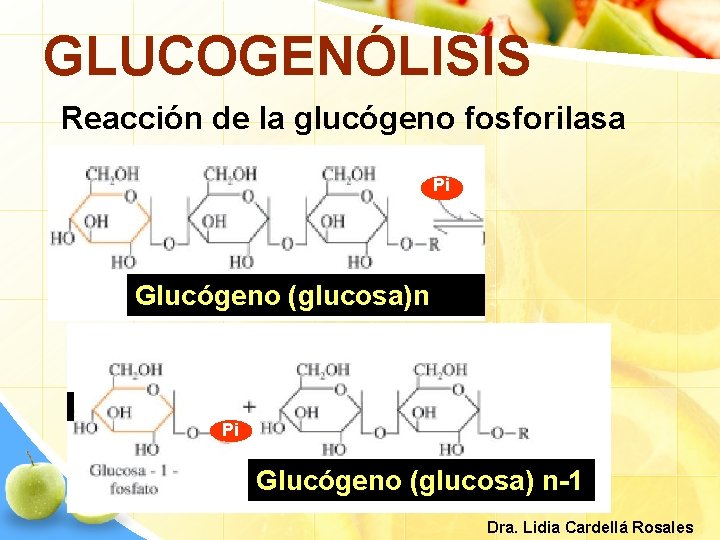 GLUCOGENÓLISIS Reacción de la glucógeno fosforilasa Pi Glucógeno (glucosa)n Pi Glucógeno (glucosa) n-1 Dra.