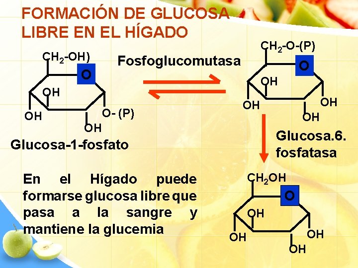 FORMACIÓN DE GLUCOSA LIBRE EN EL HÍGADO CH 2 -OH) O Fosfoglucomutasa O OH
