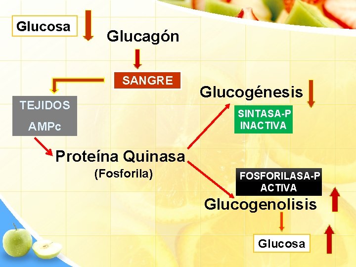 Glucosa Glucagón SANGRE TEJIDOS Glucogénesis SINTASA-P INACTIVA AMPc Proteína Quinasa (Fosforila) FOSFORILASA-P ACTIVA Glucogenolisis