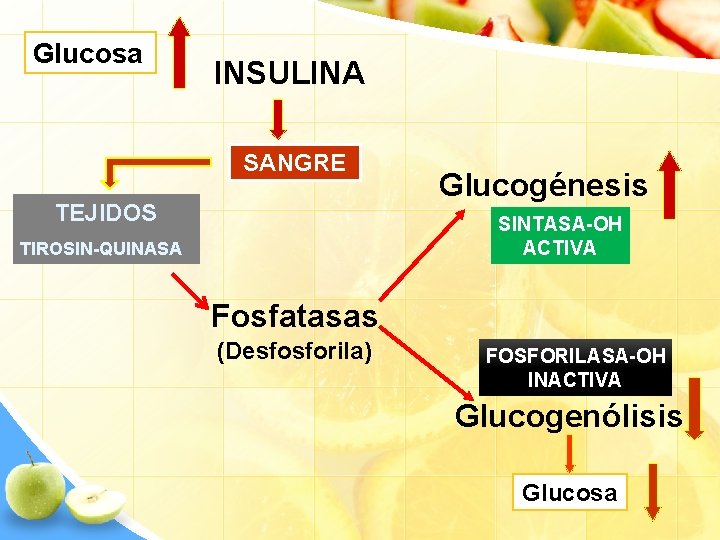 Glucosa INSULINA SANGRE TEJIDOS Glucogénesis SINTASA-OH ACTIVA TIROSIN-QUINASA Fosfatasas (Desfosforila) FOSFORILASA-OH INACTIVA Glucogenólisis Glucosa
