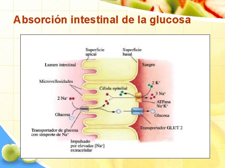 Absorción intestinal de la glucosa 