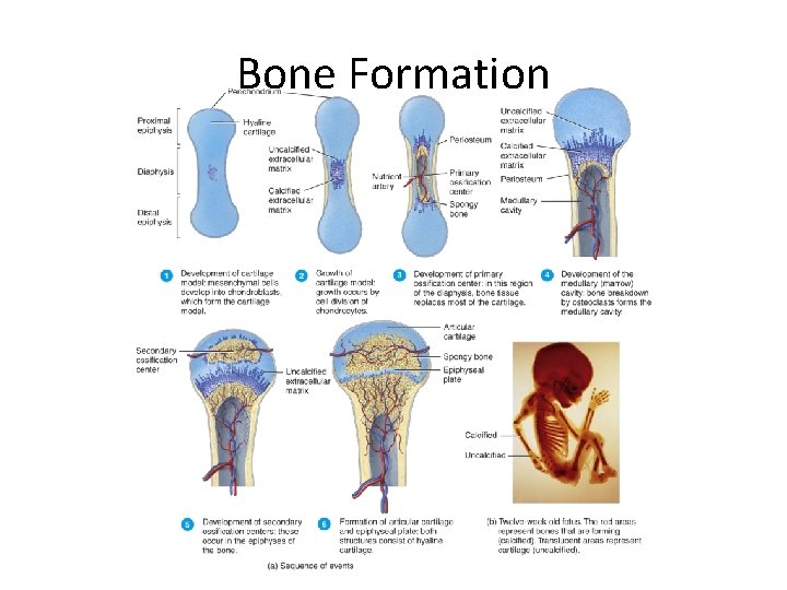 Bone Formation 