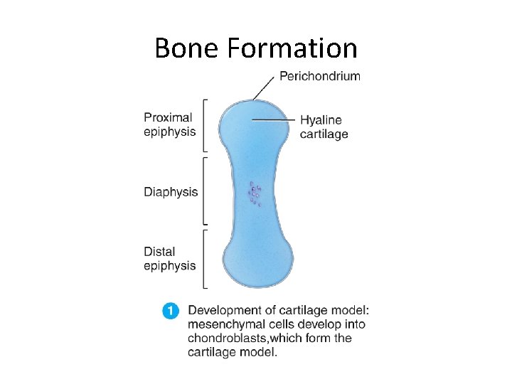 Bone Formation 