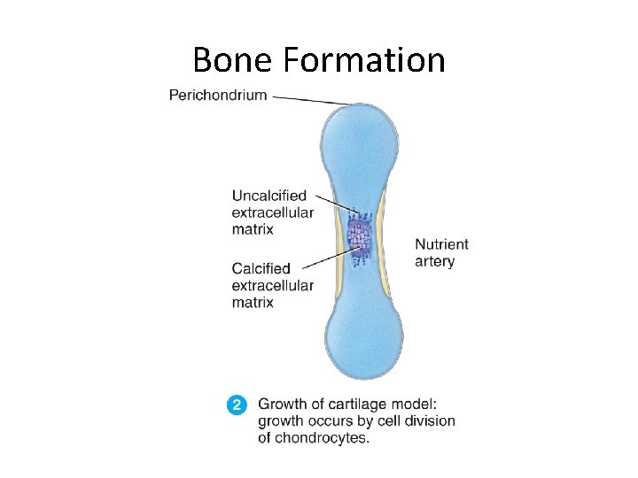 Bone Formation 