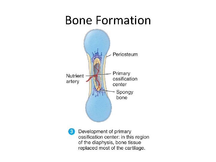 Bone Formation 
