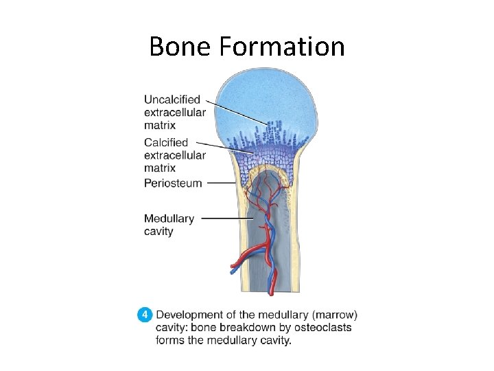 Bone Formation 