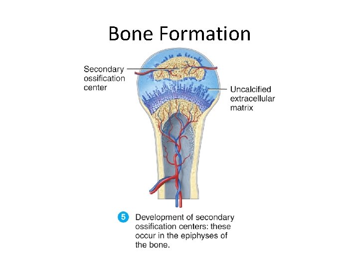 Bone Formation 